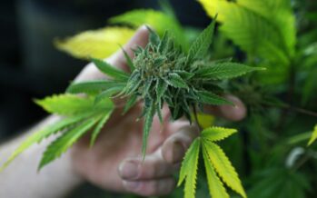Il Canada verso la legalizzazione?
