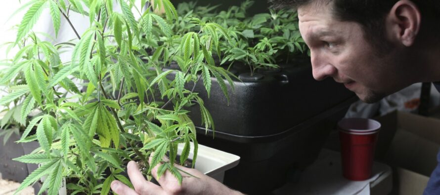 Depenalizzata la coltivazione della cannabis, anzi no
