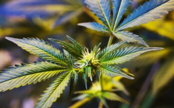 “ Cannabis libera ma mai all’aperto” battaglia sulla legge