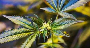 “ Legalizziamo la cannabis ”, pronta la legge bipartisan