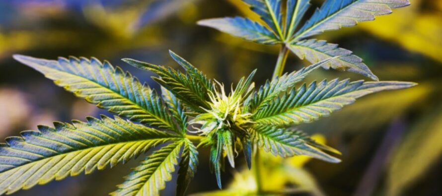 “ Cannabis libera ma mai all’aperto” battaglia sulla legge