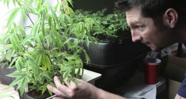 Coltivare la marijuana in vaso non è reato