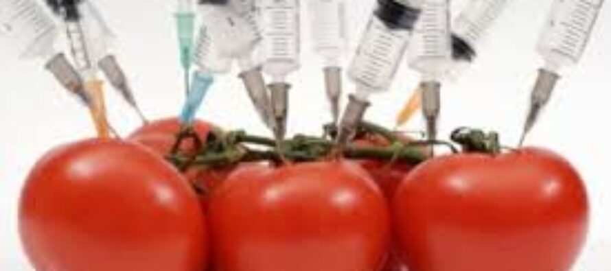 L’ OGM mascherato