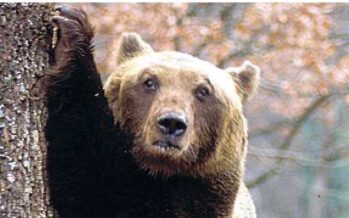 L’orsa abbattuta in Trentino diventa un caso
