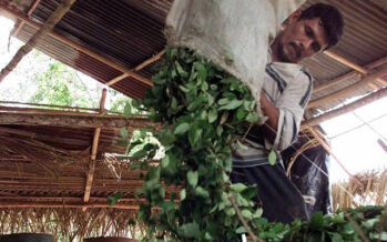 La Colombia non spargerà più il diserbante sui campi di coca