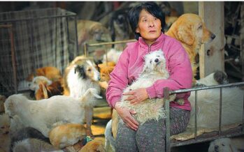 Se anche i cinesi si ribellano alla strage dei diecimila cani