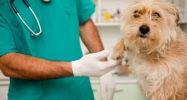 Com’è difficile curare cani e gatti “Costi alle stelle per le medicine”
