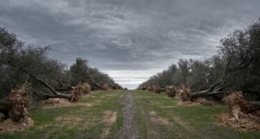 La procura di Lecce salva gli ulivi e indaga commissario e scienziati dell’emergenza xylella