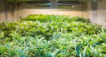 Pot is power hungry: why the marijuana industry’s energy footprint is growing