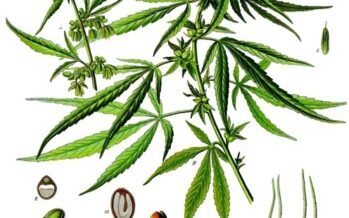 Un week end per la cannabis: “Legalizziamola!”