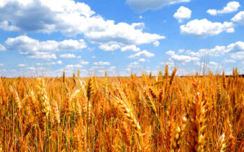 Ucraina. Frédéric Mousseau: «Il grano c’è, sono le speculazioni che provocano la crisi»