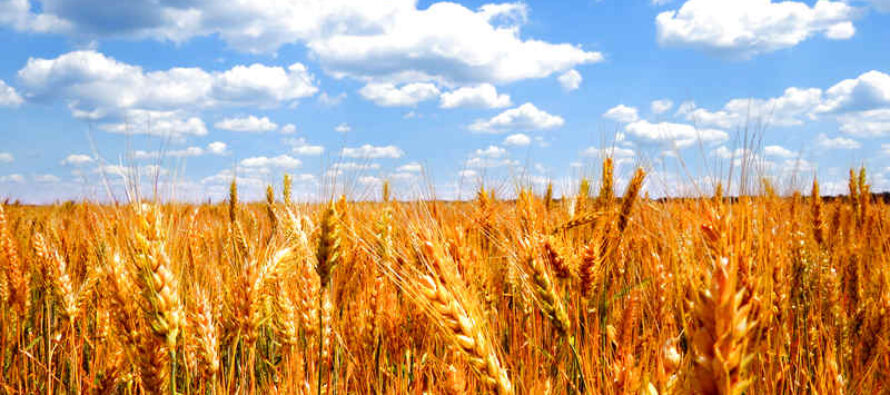 Ucraina. Frédéric Mousseau: «Il grano c’è, sono le speculazioni che provocano la crisi»