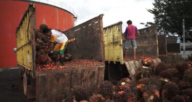 Agricoltura insostenibile. L’olio di palma fa male. Anche ai diritti