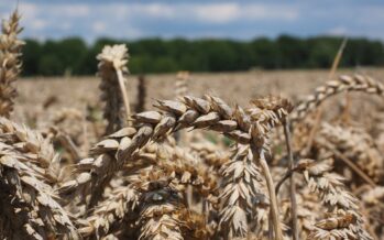 A Ronco Scrivia i ribelli della campagna: “Così barattiamo semi per liberare la terra”