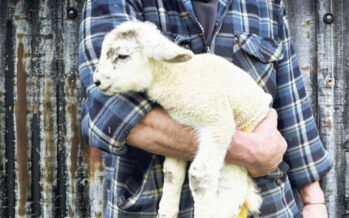 Salvare gli agnelli. La Pasqua diventa veg