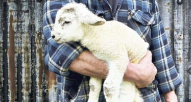 Salvare gli agnelli. La Pasqua diventa veg