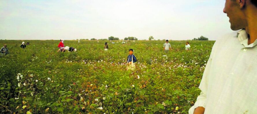 Bangladesh. Dai campi di cotone uzbeki alla boutique, filiera criminale