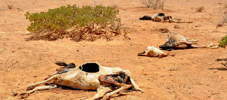 Siccità. Somalia, una fame da morire