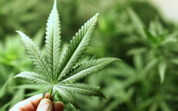 Cannabis terapeutica ma solo per pochi. Il Pd rinnega la legge