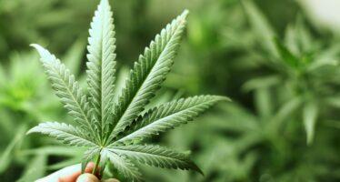 Cannabis, la legge va alla Camera monca. Farina si dimette da relatore