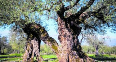 Puglia. Storie di ulivi e di contadini resistenti
