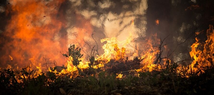 Incendi: in cenere ogni anno un’area verde pari al lago di Garda