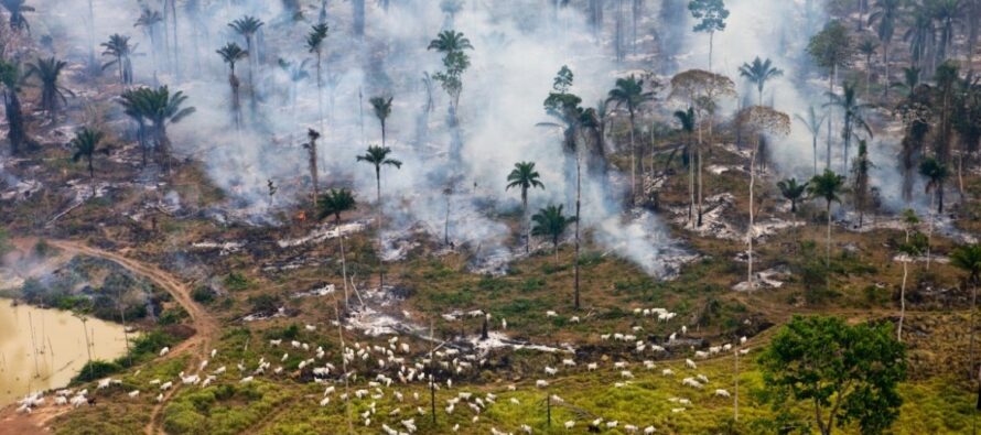 Nel Brasile che brucia: «I nostri corpi in prima linea per salvarla»