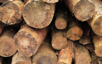 Il golpe birmano sostenuto dalle importazione di legno negli USA