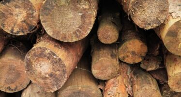 Il golpe birmano sostenuto dalle importazione di legno negli USA