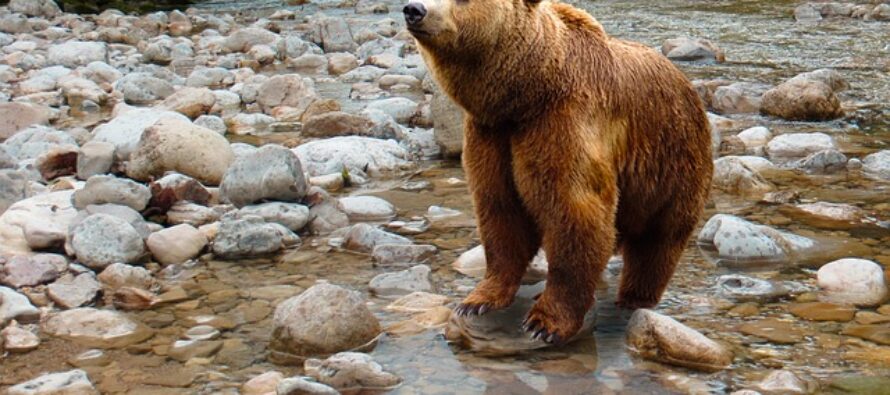 L’orsa e il vivente non-umano che parla di noi
