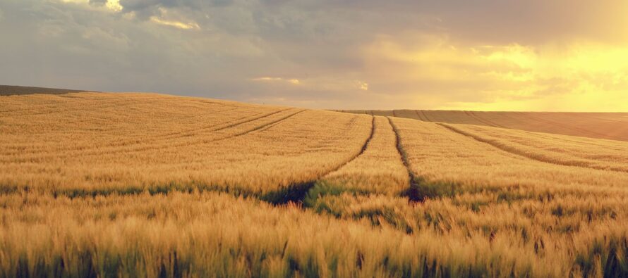 Ucraina. Mosca scatena la crisi del grano e poi offre la soluzione